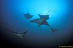 Spotted Eagle & Golden Cownose Rays Schooling 01, Galapagos 110103