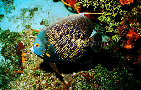 Angel Fish, French Angel 01 adult, negative 1991