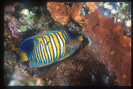 Angel Fish, Regal Angel 01 cleaning by cleaner wrasse