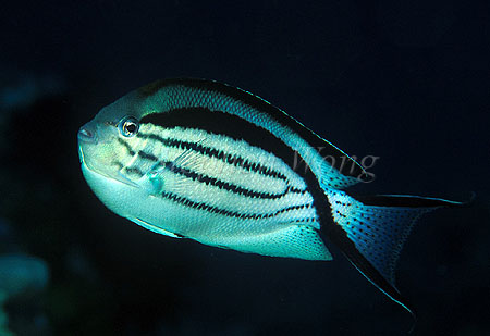 Angle Fish, Lamarch's 01, juvenile