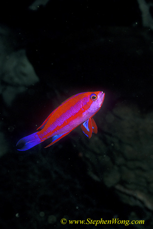 Anthias 02a Randall 090106