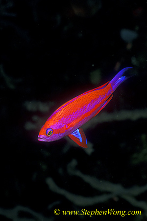 Anthias 02b Randall 090106