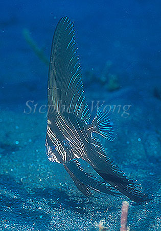 Batfish, Zebra Batfish 03a baby, Platax bataviantus