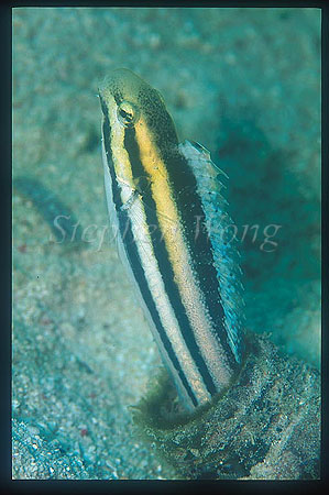 Blenny, Sabre-tooth Blenny 05 out from bottle
