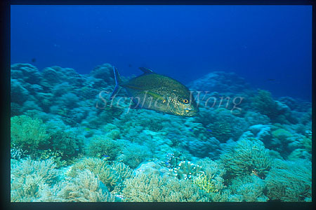 Blue Spotted Jack 02