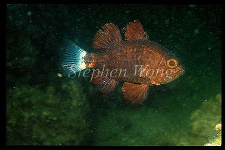 Cardinal fish, Dark Cardinal 04 A.niger