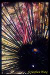 Clingfish, Urchin Clingfish 01