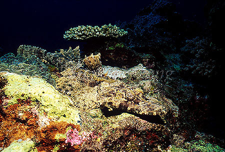 Crocodile Fish 02