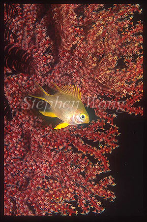 Damselfish, Golden Sergent 01, Amblyglyphidodon aureus