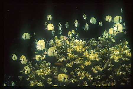 Damselfish, Indian Humbug 02, Dascyllus carneus