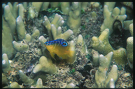 Damselfish, Pomacentrus 01, juvenile