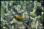 Damselfish, Pomacentrus 01, juvenile