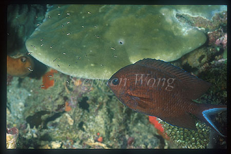 Damselfish, Spiny Chromis adult and babies 01