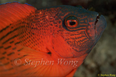 Dottyback, Firetail Dottyback 01 Labracinus cyclophthalmus 080103