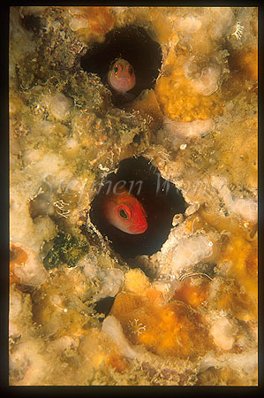 Dottyback, Unidentified Dottyback 01 & Cave Goby