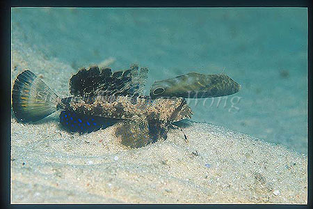 Dragonet, Fingered Dragonet 03 juvenile Dactylopus dactylopus