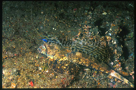 Dragonet, Fingered Dragonet 05 Dactylopus dactylopus