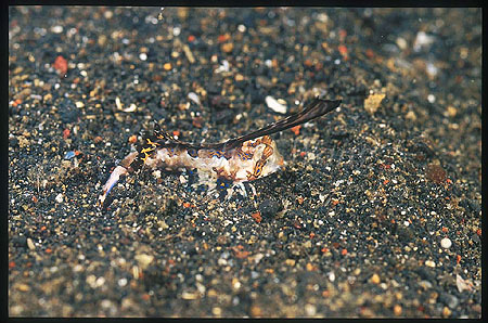 Dragonet, Fingered Dragonet 06 2.5cm Dactylopus dactylopus