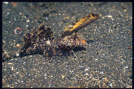 Dragonet, Fingered Dragonet 07 6cm Dactylopus dactylopus