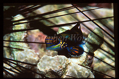 Dragonet, Mandarin Fish 01 hiding amongst urchin