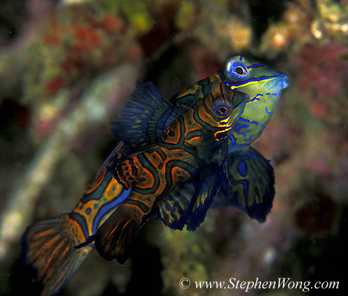 Dragonet, Mating Mandarin Fish 01b