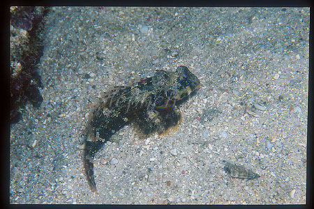 Dragonet, Ocellated Dragonet 01 female