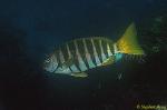 Drumfish, Zebra Fish, Girella zebra 01