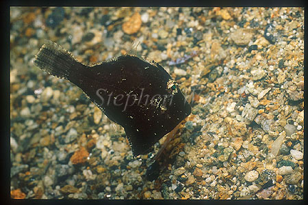 Filefish, Briste-tail 02 black phase