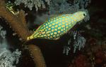 Filefish, Long-nose Filefish 01