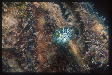 Filefish, Mimick Filefish 02 baby