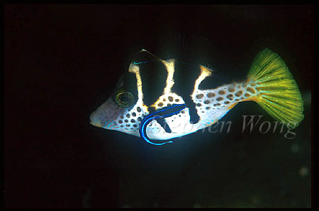 Filefish, Mimick Filefish & Cleaner Wrasse 01