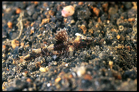 Flathead, 01 unidentified baby, 8mm