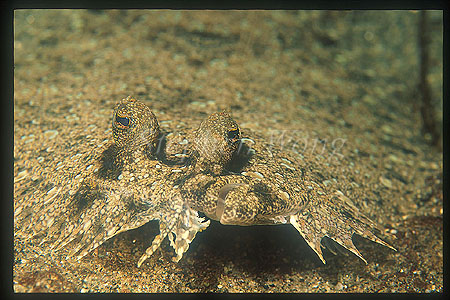 Flounder, Leopard 01, Bothus pantherinus