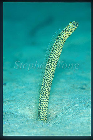 Garden Eel, Taylor 01 (rare)