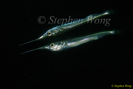 Garfish 01a 080103