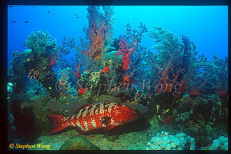 Grouper, Coral Trout 01