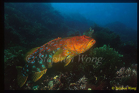 Grouper, Harlequin Fish 01