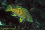 Grouper, Harlequin Grouper 01 090106