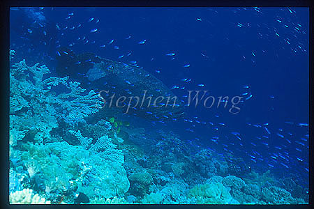 Grouper, Queensland Grouper 02 & Anthias