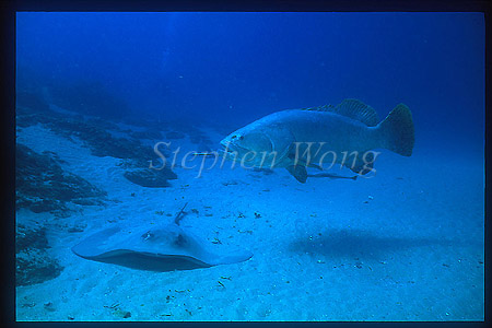 Grouper, Queensland Grouper & Shorttail Stingray 01