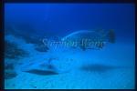 Grouper, Queensland Grouper & Shorttail Stingray 01