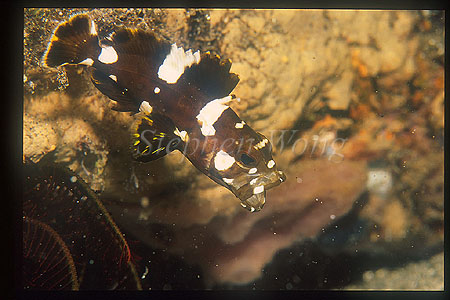 Grouper, Trout Cod 01 juvenile, Epinephelus maculatus