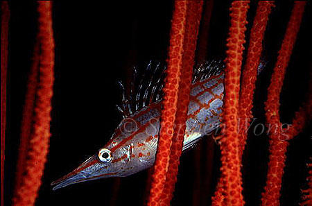 Hawkfish, Longnose 01