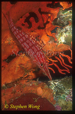 Hawkfish, Longnose 03