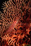 Hawkfish, Longnose 04 080203