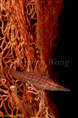 Hawkfish, Longnose 06 080203