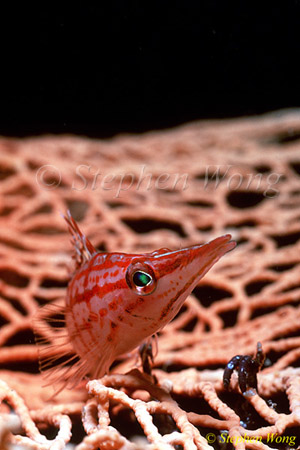 Hawkfish, Longnose 07 080203