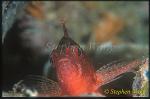 Hawkfish, Lyre-tail Hawkfish 01