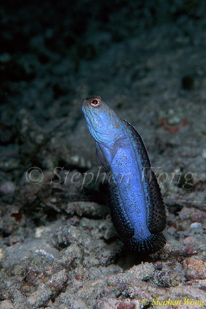 Jawfish, Blue Jawfish 16, undescribed, mating dance 080203