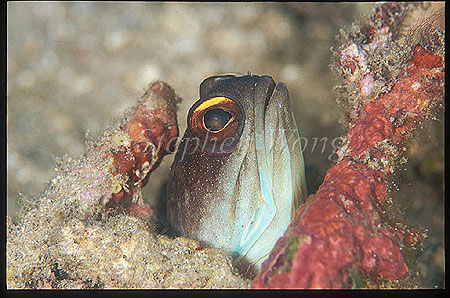 Jawfish, Gold Spec Jawfish 02
